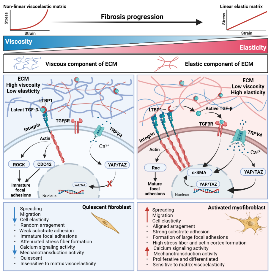 清华大学​医学院杜亚楠课题组应邀在Trends in Cell Biology综述纤维化进程中的机械通讯-肽度TIMEDOO