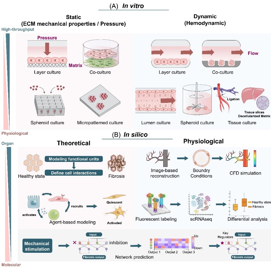 清华大学​医学院杜亚楠课题组应邀在Trends in Cell Biology综述纤维化进程中的机械通讯-肽度TIMEDOO