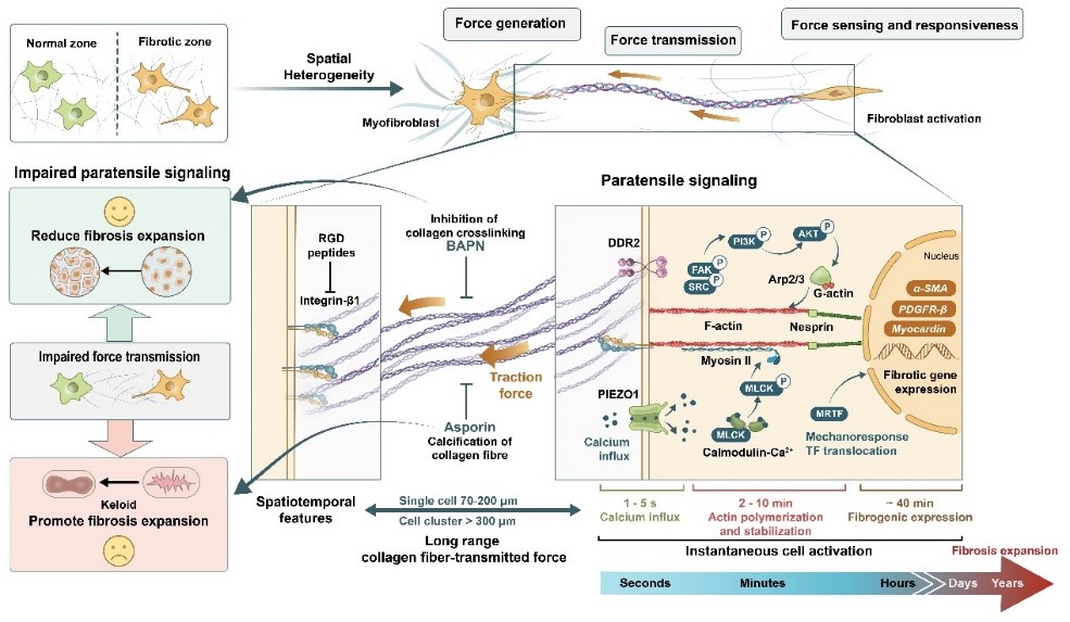 清华大学​医学院杜亚楠课题组应邀在Trends in Cell Biology综述纤维化进程中的机械通讯-肽度TIMEDOO