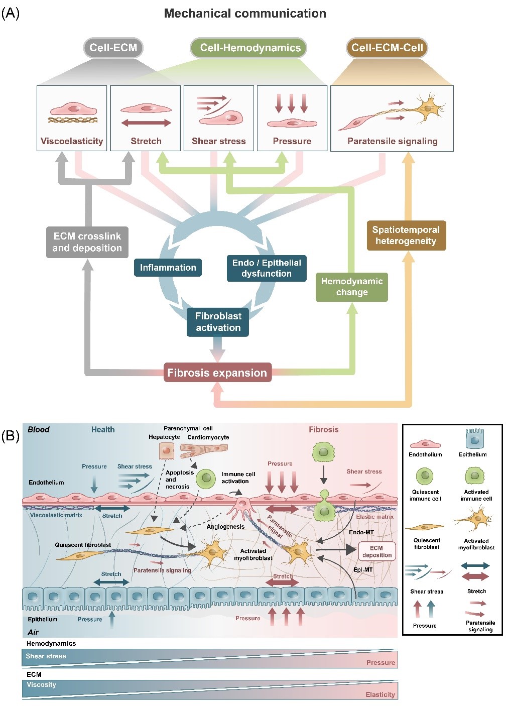 清华大学​医学院杜亚楠课题组应邀在Trends in Cell Biology综述纤维化进程中的机械通讯-肽度TIMEDOO